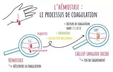 description du processus de coagulation impliquant les facteurs concernés