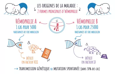 représentation des deux types d'hémophilie ainsi que de leur incidence
